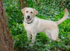 Yellow Labrador dog portrait outdoors. Art Print